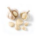Knoblauch